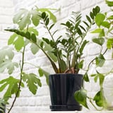 Small potted plant, dark blue, green leaves, plastic, cylinder, stylish.