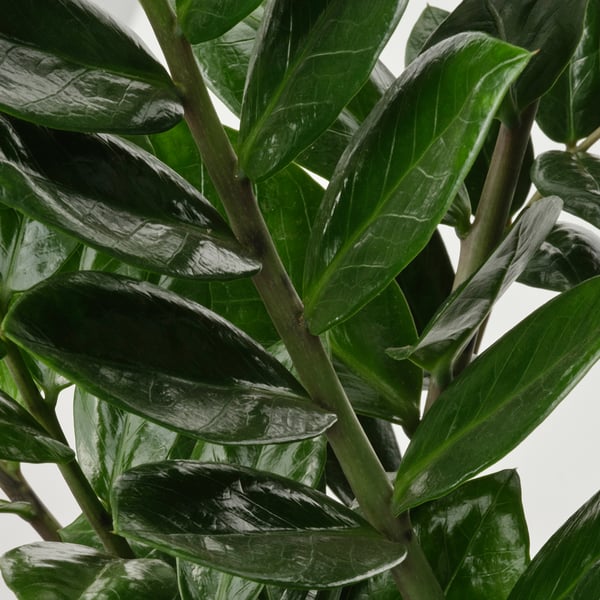 Vibrant zanzibar gem leaves, healthy and well-cared, lush green, arranged in dense clusters, stems strong.