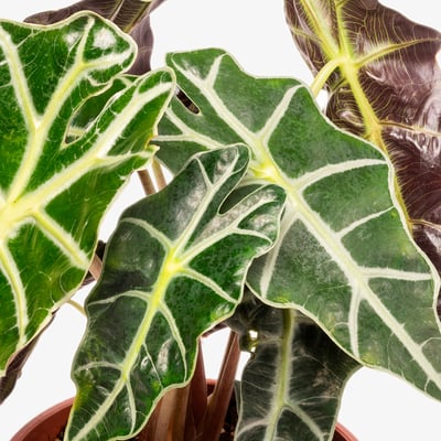 ALOCASIA Potted plant, Alocasia assorted, 17 cm