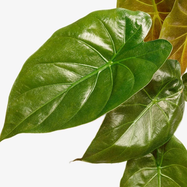 ALOCASIA Potted plant, Alocasia assorted, 17 cm