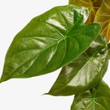 ALOCASIA Potted plant, Alocasia assorted, 17 cm