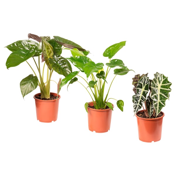 ALOCASIA Potted plant, Alocasia assorted, 17 cm