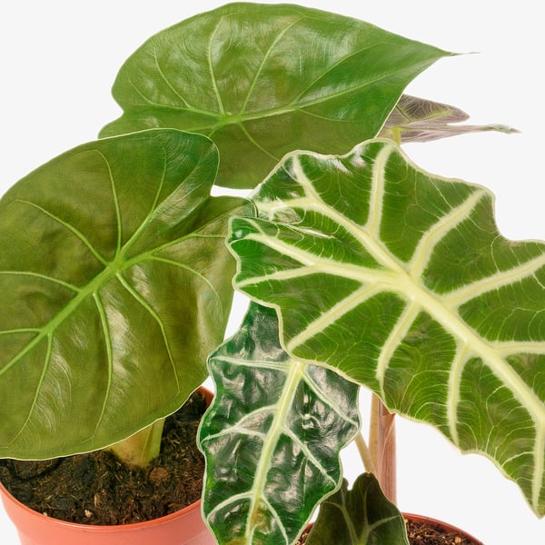 ALOCASIA Potted plant, Alocasia assorted, 12 cm