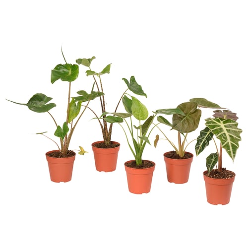 Five potted ALOCASIA plants in red plastic pots, each with large green leaves, arranged in a row.