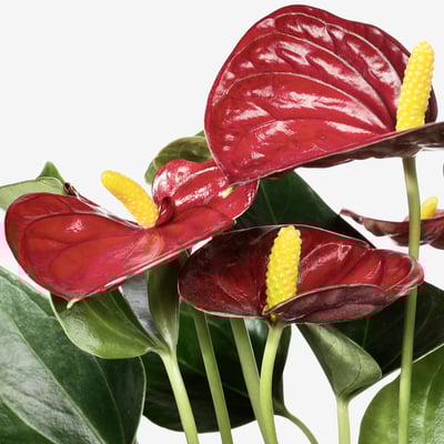 ANTHURIUM Potted plant, assorted colours, 12 cm