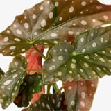 BEGONIA Potted plant, assorted/begonia, 12 cm