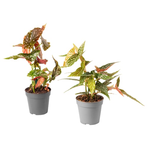 Two potted BEGONIA plants with colourful, spotted leaves in grey pots. Vibrant green, yellow, and red foliage. Ideal for indoor decoration.