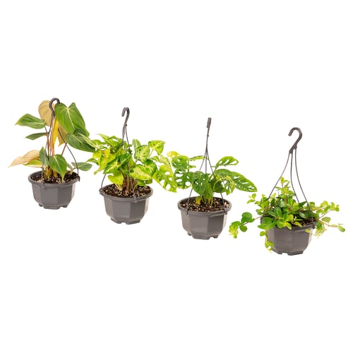 Four grey hanging pots with green leafy plants. Educational, vibrant, and creative home decor.