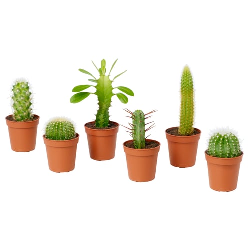 Six potted cacti vary in shape and colour; green spines in brown pots.