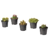 CACTACEAE Potted plant, cactus/assorted, 9.5 cm