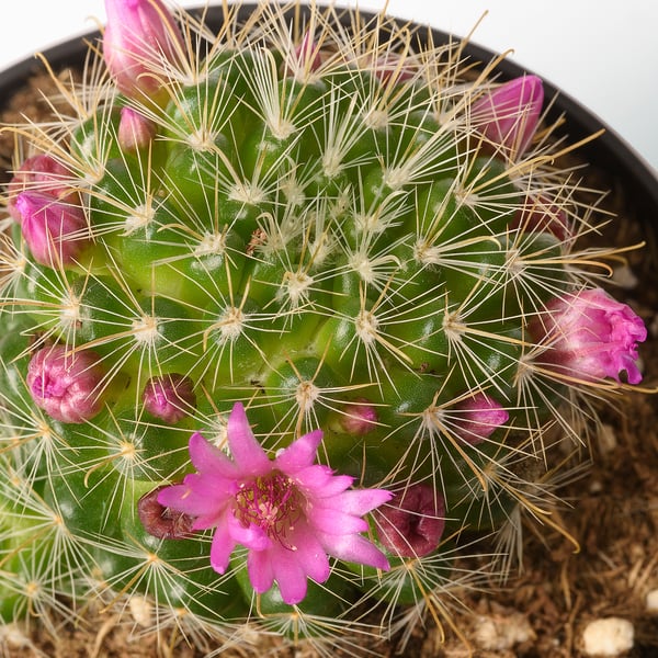 CACTACEAE Potted plant, cactus/assorted, 9.5 cm
