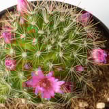 CACTACEAE Potted plant, cactus/assorted, 9.5 cm