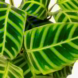 CALATHEA Potted plant, Calathea assorted, 17 cm