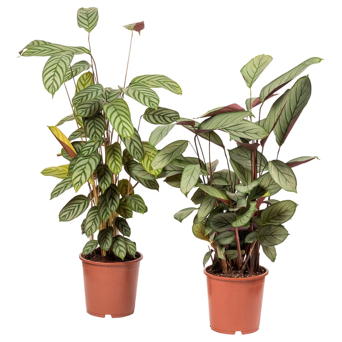 Indoor Plants | Large, Low Light, Hanging & All Sorts - IKEA