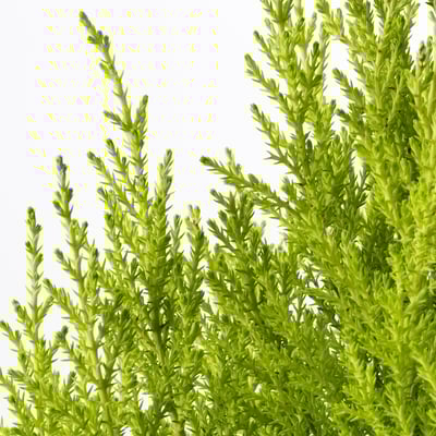 CUPRESS MACROGLOSSUS Potted plant, cypress, 18 cm