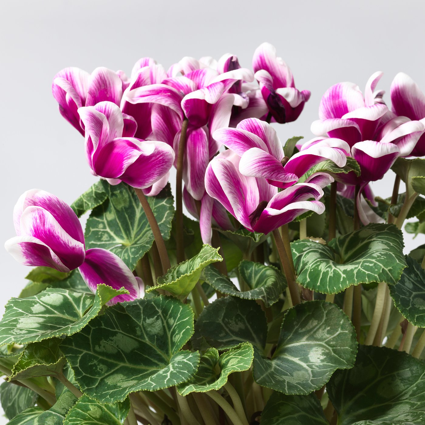 CYCLAMEN Potted plant, 12 cm IKEA