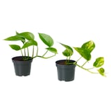 EPIPREMNUM Potted plant, Devil’s ivy/assorted, 9 cm