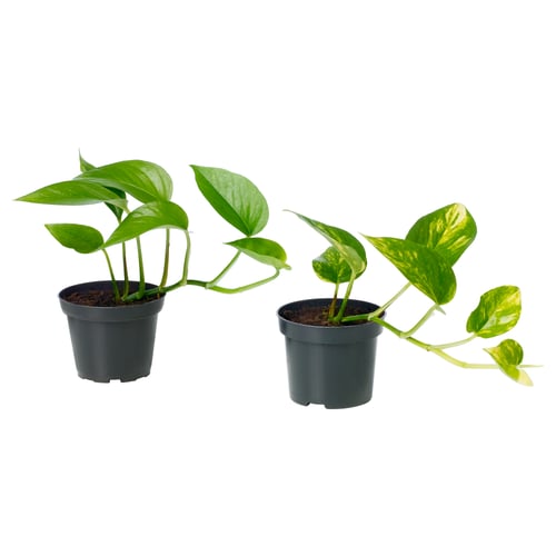 Two potted plants, one solid green, one variegated, in black plastic pots.