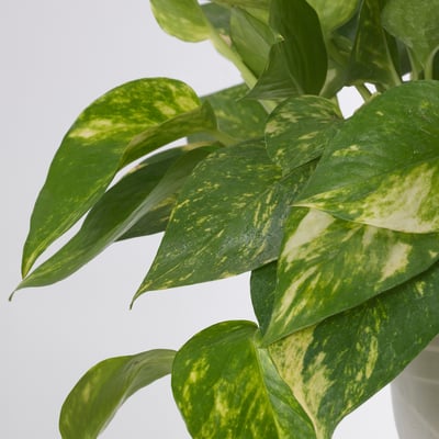 EPIPREMNUM Potted plant, Devil’s ivy/assorted, 9 cm