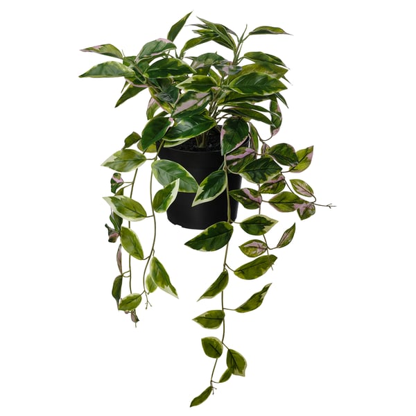 FEJKA Artificial potted plant, in/outdoor Wax plant/hanging, 15 cm IKEA