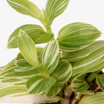 HIMALAYAMIX Potted plant, assorted plants with foliage, 6 cm