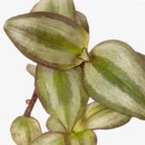 HIMALAYAMIX Potted plant, assorted plants with foliage, 6 cm
