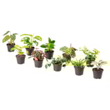 HIMALAYAMIX Potted plant, assorted plants with foliage, 6 cm