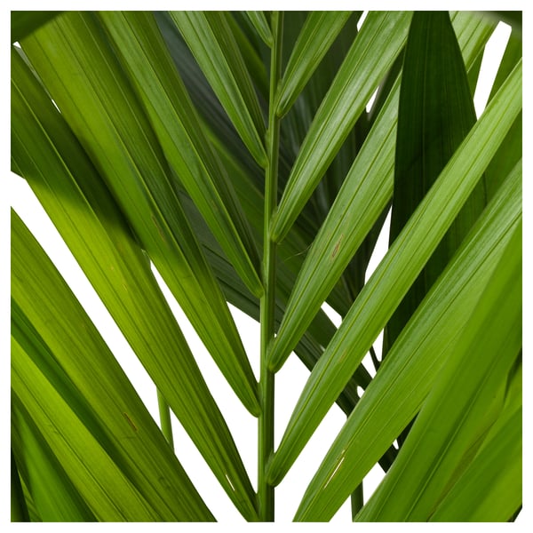 HOWEA FORSTERIANA Potted plant, Kentia palm, 25 cm