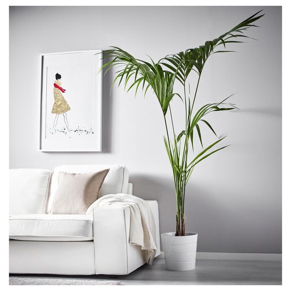 HOWEA FORSTERIANA potted plant, Kentia palm, 24 cm IKEA