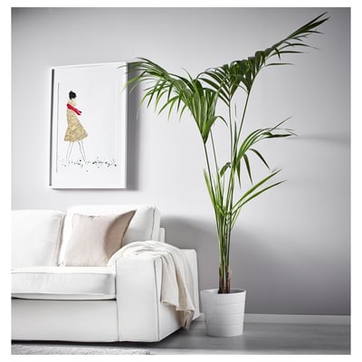 HOWEA FORSTERIANA Potted plant, Kentia palm, 25 cm