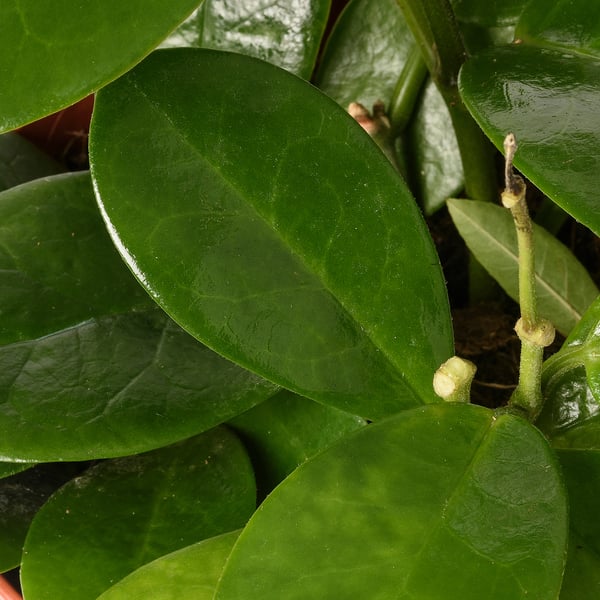 HOYA Potted plant, Wax plant assorted, 12 cm