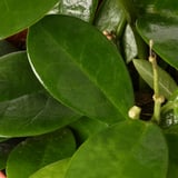 HOYA Potted plant, Wax plant assorted, 12 cm