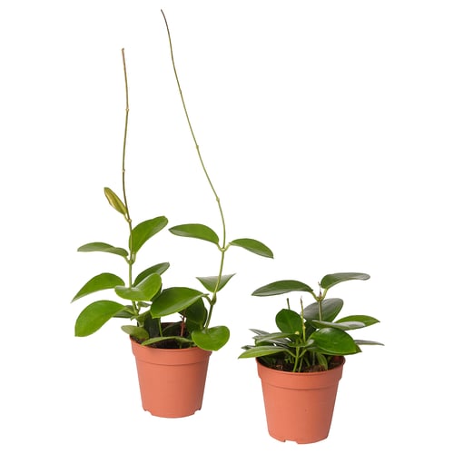 Two small green plants in beige plastic pots.
