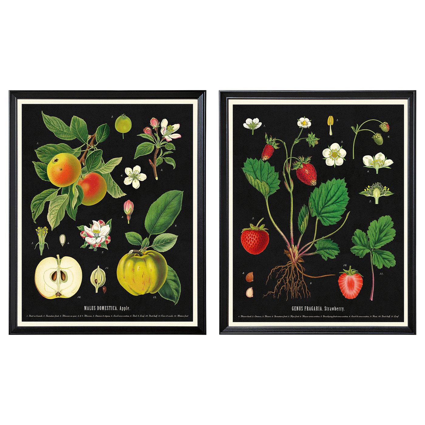 KNOPPÄNG Frame with poster - vintage botanical fruit charts 40x50 cm