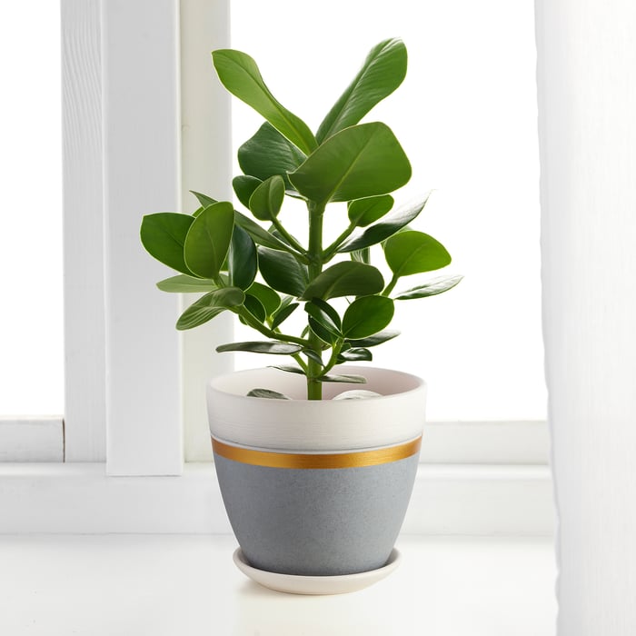 Indoor Pots Buy Decorative Plant Pots Online & Instore IKEA
