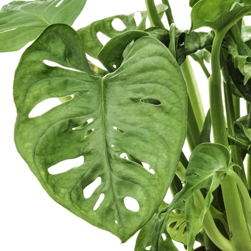 MONSTERA ADANSONII potted plant, adanson's monstera, 12 cm IKEA