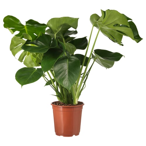 Potted MONSTERA with green leaves.