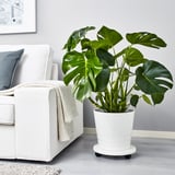MONSTERA Potted plant, Swiss cheese plant, 25 cm