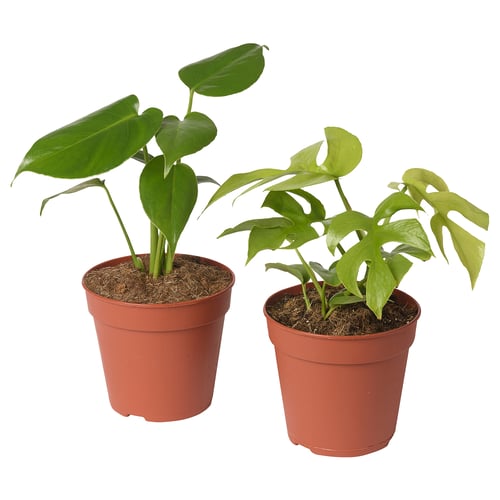 Two potted plants: one heart-shaped, one narrow-leaved, in rust pots, white background.