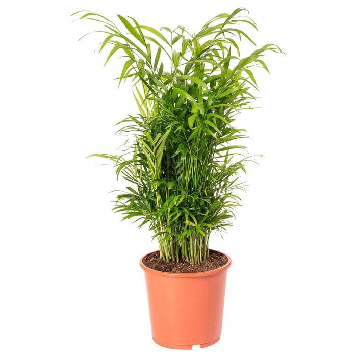 Indoor Plants | Large, Low Light, Hanging & All Sorts - IKEA