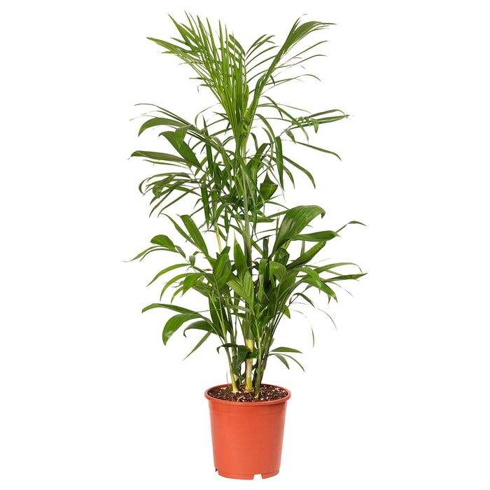 Indoor Plants | Large, Low Light, Hanging & All Sorts - IKEA