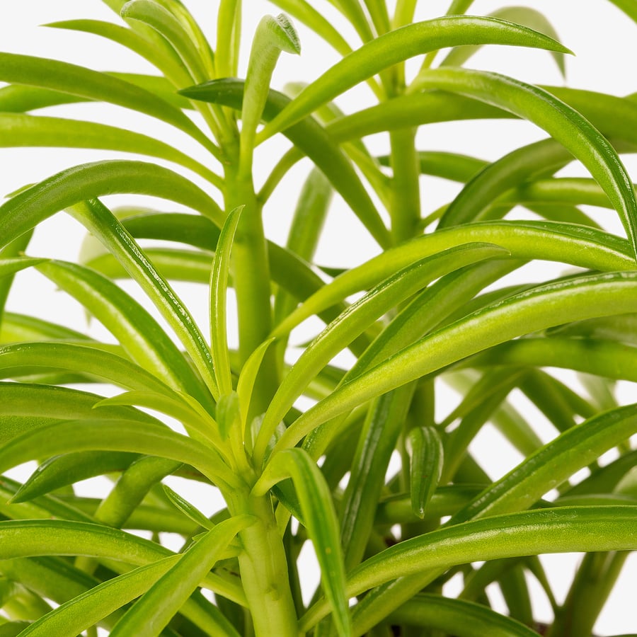 PEPEROMIA FERREYRAE Potted plant, pincushion peperomia, 9.5 cm IKEA