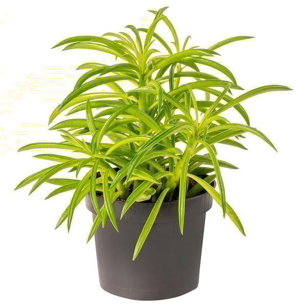 PEPEROMIA FERREYRAE Potted plant, pincushion peperomia, 9.5 cm IKEA