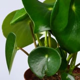 PEPEROMIA Potted plant, assorted/Peperomia, 12 cm
