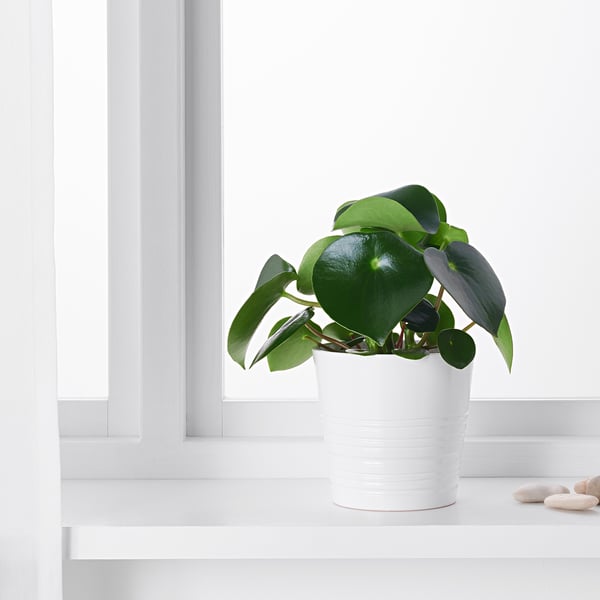 PEPEROMIA Potted plant, assorted/Peperomia, 12 cm