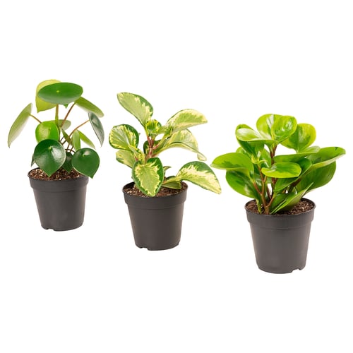 Three potted PEPEROMIA plants, green with varied leaf patterns, in black plastic pots.
