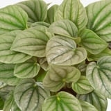 PEPEROMIA Potted plant, assorted, 12 cm