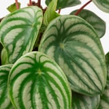 PEPEROMIA Potted plant, Watermelon peperomia, 12 cm