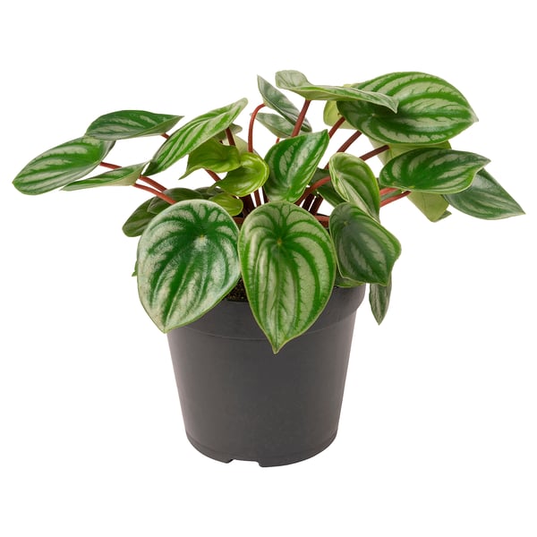 PEPEROMIA Potted plant, Watermelon peperomia, 12 cm