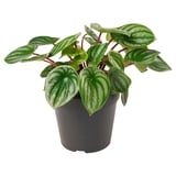 PEPEROMIA Potted plant, Watermelon peperomia, 12 cm